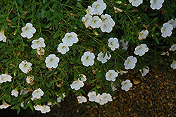 Superbells Trailing White Calibrachoa (Calibrachoa 'Superbells Trailing White') at Stonegate Gardens