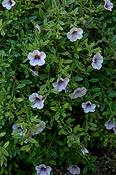 Superbells Trailing Lilac Mist Calibrachoa (Calibrachoa 'Superbells Trailing Lilac Mist') at Stonegate Gardens