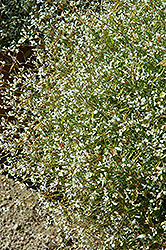 Stardust White Blush Euphorbia (Euphorbia 'Stardust White Blush') at Stonegate Gardens