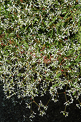 Diwali Mystery Euphorbia (Euphorbia 'Diwali Mystery') at Stonegate Gardens