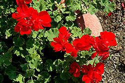 Summer Idols True Red Geranium (Pelargonium 'Summer Idols True Red') at Stonegate Gardens