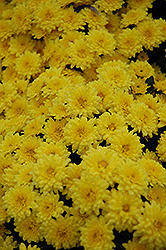 Sundance Yellow Chrysanthemum (Chrysanthemum 'Sundance Yellow') at Stonegate Gardens