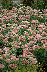 Autumn Joy Stonecrop (Sedum 'Autumn Joy') at Lakeshore Garden Centres