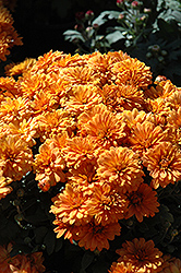 Delightful Victoria Chrysanthemum (Chrysanthemum 'Delightful Yovictoria') at Stonegate Gardens