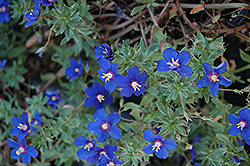 Angie Blue Pimpernel (Anagallis monelli 'Angie Blue') at Stonegate Gardens