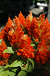 Orange Plumed Celosia (Celosia plumosa 'Orange') at Stonegate Gardens