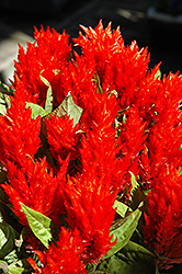 Red Plumed Celosia (Celosia plumosa 'Red') at Stonegate Gardens