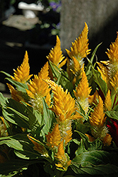 Yellow Plumed Celosia (Celosia plumosa 'Yellow') at Stonegate Gardens