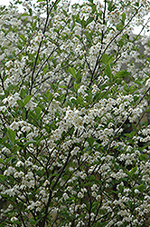 Snowcone Japanese Snowbell (Styrax japonicus 'JFS-D') at Stonegate Gardens
