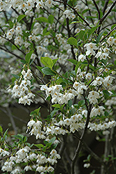 Japanese Snowbell (Styrax japonicus) at Stonegate Gardens