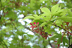 Okushimo Japanese Maple (Acer palmatum 'Okushimo') at Stonegate Gardens