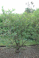 Premier Rabbiteye Blueberry (Vaccinium ashei 'Premier') at Stonegate Gardens