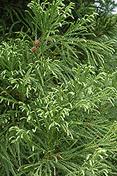 Yoshino Japanese Cedar (Cryptomeria japonica 'Yoshino') at Stonegate Gardens