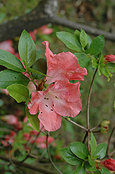 Phoebe Azalea (Rhododendron 'Phoebe') at Stonegate Gardens