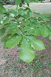 Swamp Chestnut Oak (Quercus michauxii) at Stonegate Gardens
