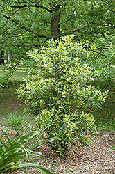 UNC Sweet Olive (Osmanthus x fortunei 'UNC') at Stonegate Gardens