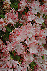 Kin Tai Tai Azalea (Rhododendron 'Kin Tai Tai') at Stonegate Gardens