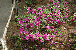 Amelia Rose Azalea (Rhododendron 'Amelia Rose') at Stonegate Gardens