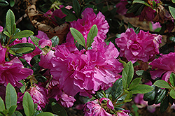 Amelia Rose Azalea (Rhododendron 'Amelia Rose') at Stonegate Gardens