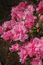 Hallie Azalea (Rhododendron 'Hallie') at Stonegate Gardens