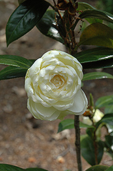 Dahlonega Camellia (Camellia japonica 'Dahlonega') at Stonegate Gardens