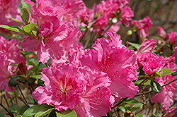 Michaele Lux Azalea (Rhododendron 'Michaele Lux') at Stonegate Gardens
