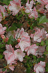 Amy Azalea (Rhododendron 'Amy') at Stonegate Gardens
