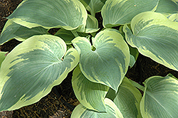 Northern Exposure Hosta (Hosta 'Northern Exposure') at Stonegate Gardens