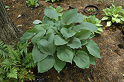 Queen of the Seas Hosta (Hosta 'Queen of the Seas') at Stonegate Gardens