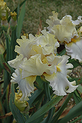 Mandate Iris (Iris 'Mandate') at Stonegate Gardens