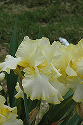 Total Recall Iris (Iris 'Total Recall') at Stonegate Gardens