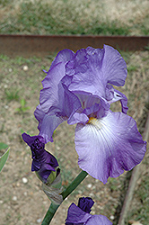 Long's Peak Iris (Iris 'Long's Peak') at Stonegate Gardens