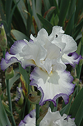 Queen's Circle Iris (Iris 'Queen's Circle') at A Very Successful Garden Center