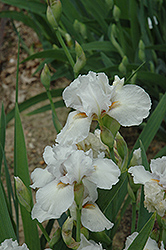 Crystal Ruffles Iris (Iris 'Crystal Ruffles') at Stonegate Gardens