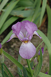 Think Spring Iris (Iris 'Think Spring') at Stonegate Gardens