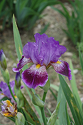 Missus Bee Iris (Iris 'Missus Bee') at Stonegate Gardens