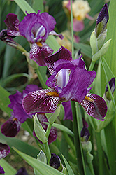Daemon Imp Iris (Iris 'Daemon Imp') at Stonegate Gardens