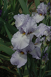 Rain On Frost Iris (Iris 'Rain On Frost') at A Very Successful Garden Center