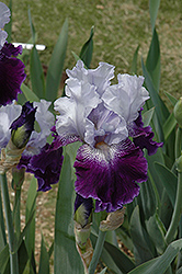 Endura Iris (Iris 'Endura') at Stonegate Gardens
