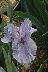 Swing And Sway Iris (Iris 'Swing And Sway') at Stonegate Gardens