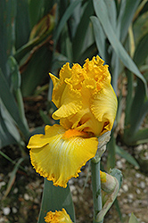 Bombay Gold Iris (Iris 'Bombay Gold') at Stonegate Gardens