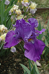 Violet Reprise Iris (Iris 'Violet Reprise') at Stonegate Gardens