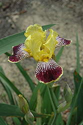 Welch's Reward Iris (Iris 'Welch's Reward') at Stonegate Gardens