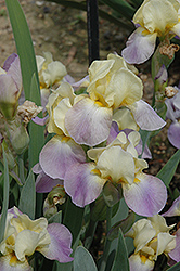 Enriched Iris (Iris 'Enriched') at Stonegate Gardens
