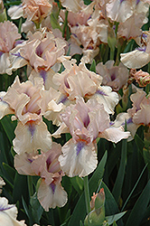 Concertina Iris (Iris 'Concertina') at Stonegate Gardens