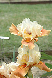 Flambe Iris (Iris 'Flambe') at Stonegate Gardens