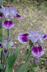 Performer Iris (Iris 'Performer') at Stonegate Gardens