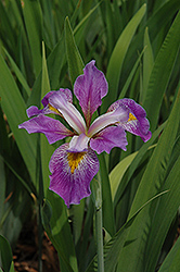 Southern Blue Flag Iris (Iris virginica) at Stonegate Gardens
