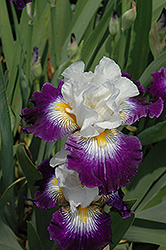 Flash Of Light Iris (Iris 'Flash Of Light') at Stonegate Gardens