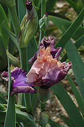 Florentine Silk Iris (Iris 'Florentine Silk') at Stonegate Gardens